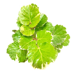 Purchase Dinner Plate Aralia Online - Decorate with Graceful and Unique Foliage, Order Dinner Plate Aralia Plant Online - Bring Elegance to Your Interior Spaces,