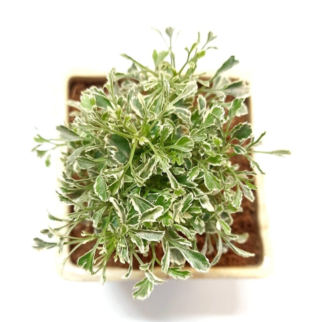 Variegated Mini White Aralia in Ceramic Pot
