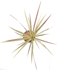 Purchase Dracaena Online - Enhance Your Decor with Striking Tropical Plants, Order Dracaena Plant Online - Bring Nature Indoors with Trendy Green Accents