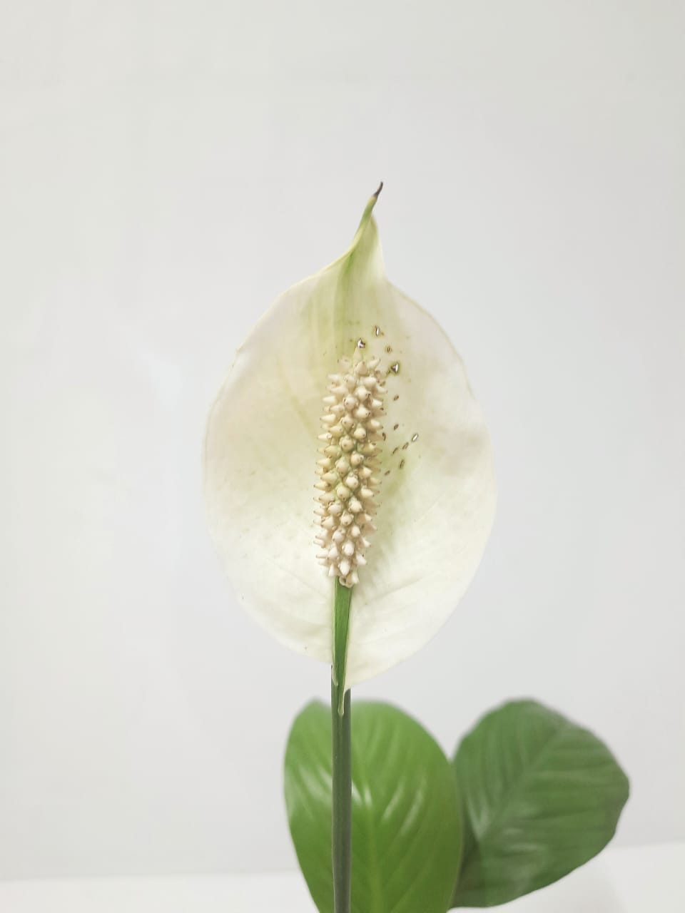 Peace Lily Plant