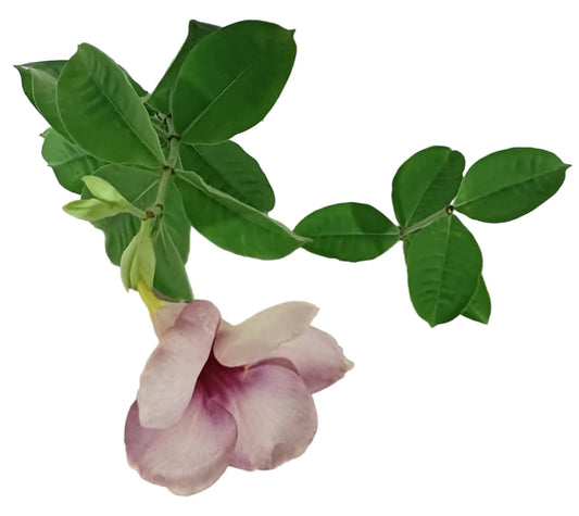 Violet Allamanda Flower / Amunda Plant