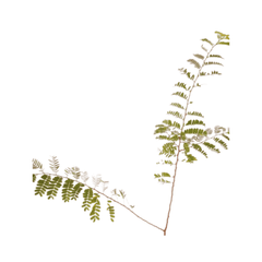 Tamarindus Indica Plant Online, new imli plant near me, shop for best fresh plant, ManBhawan Imli Plant