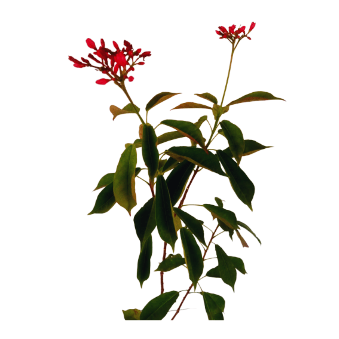 Shop for Jatropha Plant Online: Internet-based Botanical Purchase, Acquire Jatropha Shrub: Virtual Garden Enhancement, Secure Jatropha Plant Purchase: E-commerce Botanical Transaction, Order Jatropha Plant Online: Web-based Horticultural Procurement