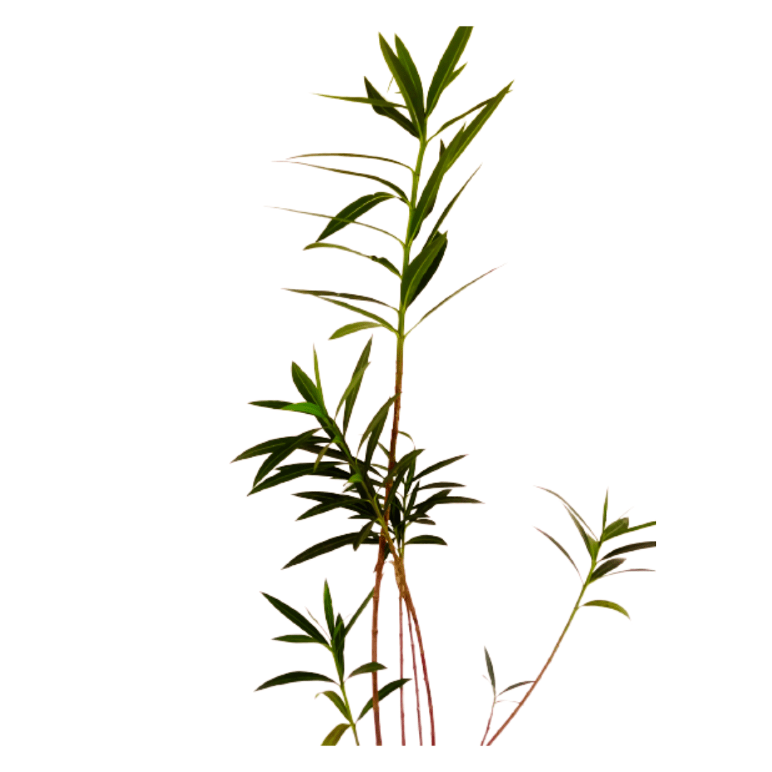 best kachnar plant online, new best plants nursery, garden