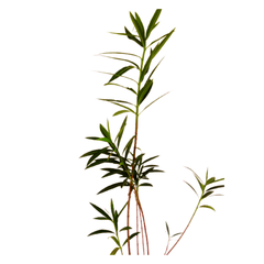 best kachnar plant online, new best plants nursery, garden