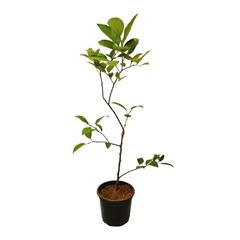 Kaffir Lime Fruit: Fragrant Citrus with Exotic Flavor, Gandharaj Lime: Aromatic Citrus Variety for Culinary Delights,