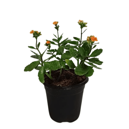 Detailed shot of Kalanchoe Flower in full bloom, buy now christmas kalanchoe