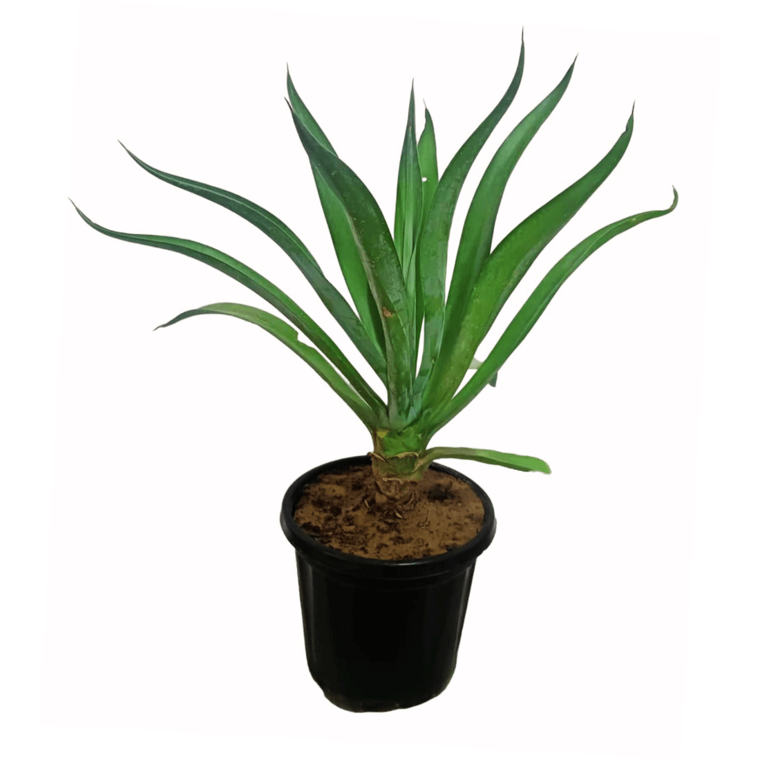 buy online kamal cactus on sale, best kamal cactus
