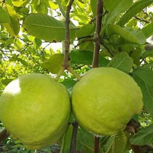 Guava L49 (Amrud) Variety Plant