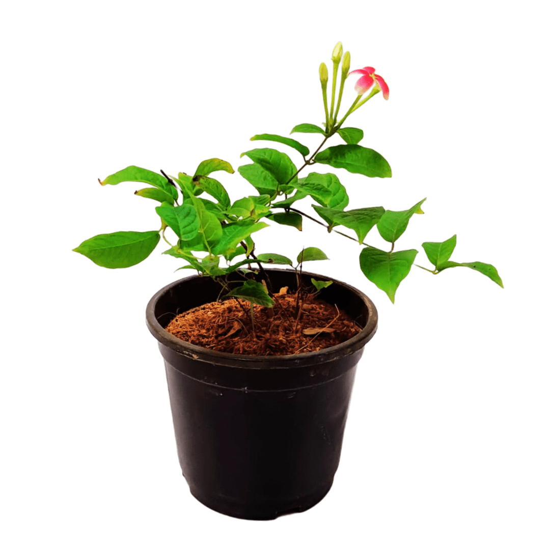 Madhu Malti / Rangoon Creeper Plant