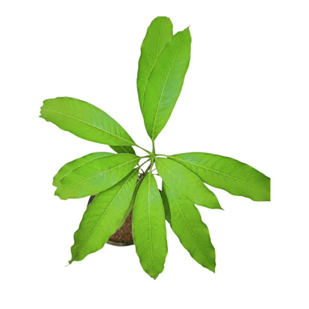 Mango Mallika Plant