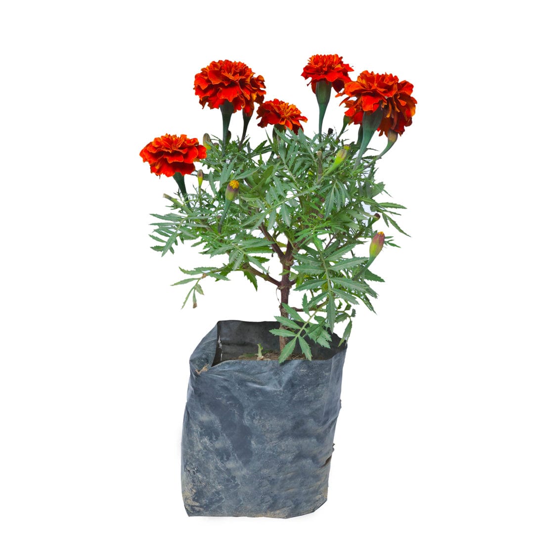 Marigold Multicolor Plant Red
