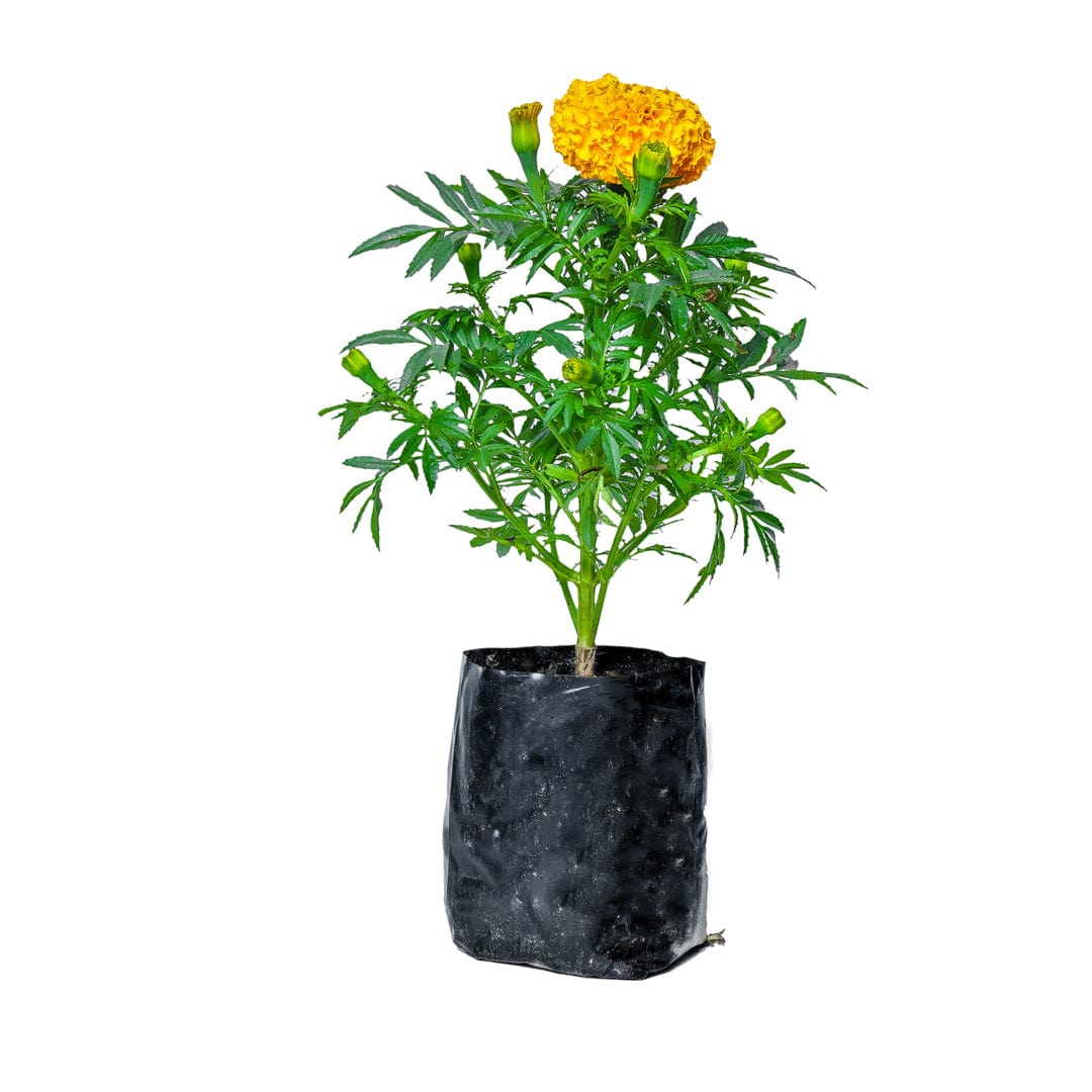 Marigold Multicolor Plant