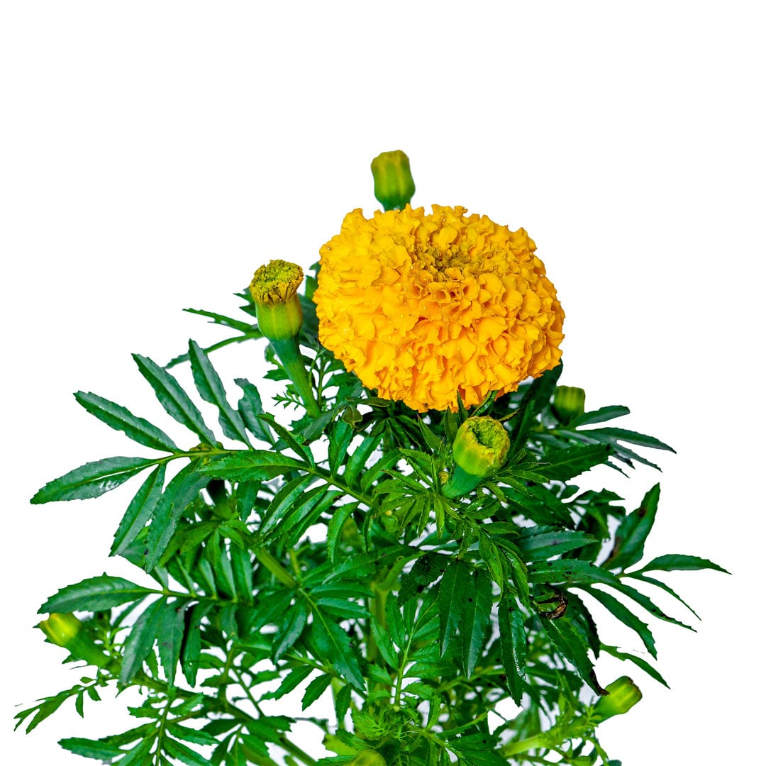 Marigold Multicolor Plant Yellow