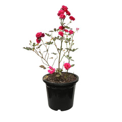 Miniature Rose with Pot Pink