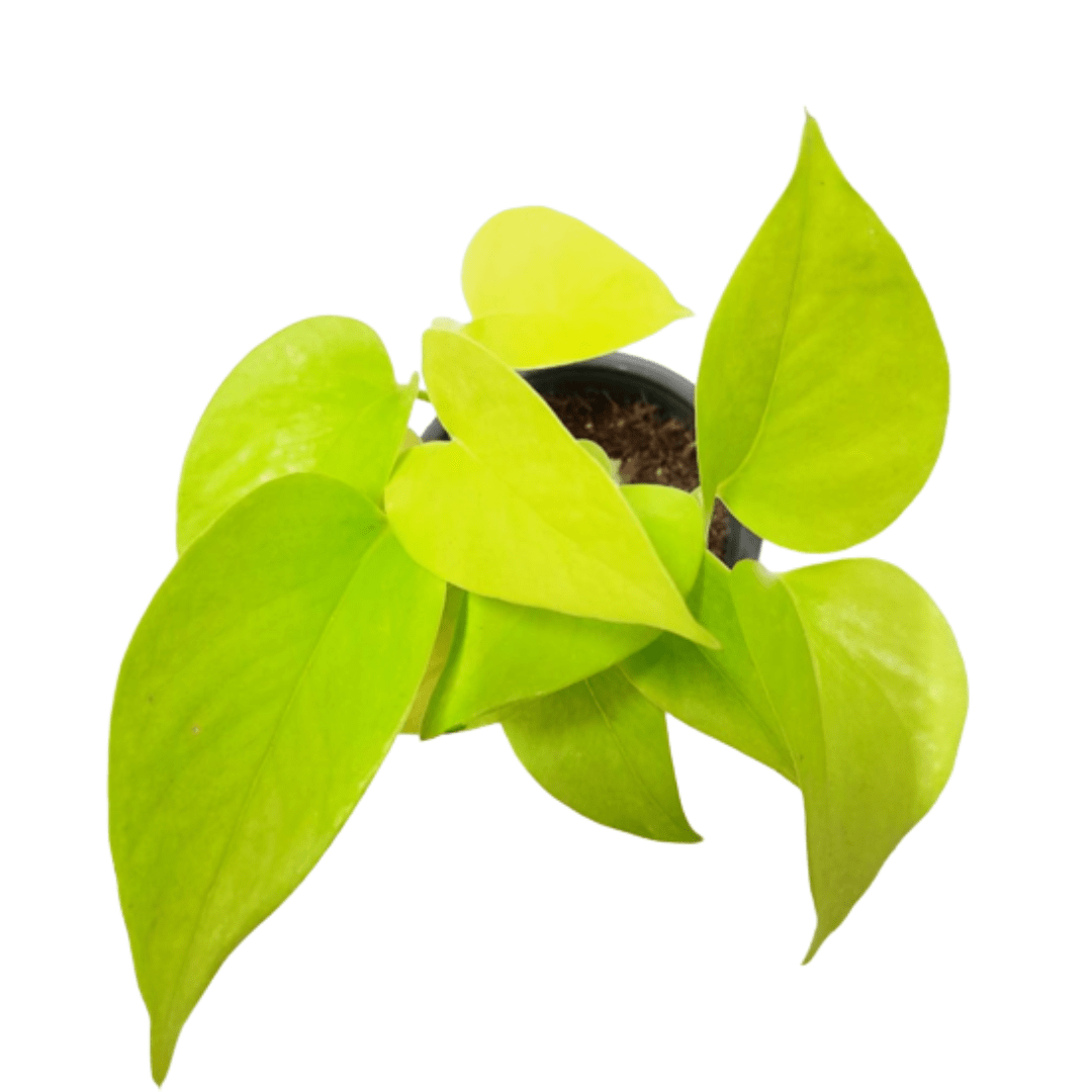 Money Plant Golden 4 Inch Pot