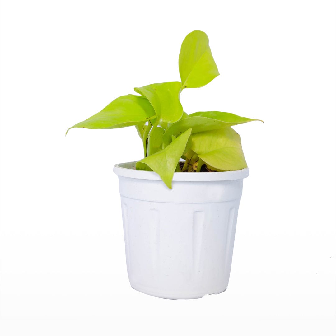 Money Plant Golden 4 Inch Pot