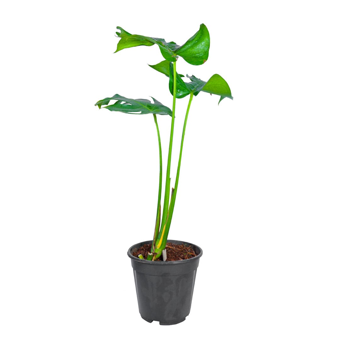 Monstera Deliciosa / Swiss Cheese Plant