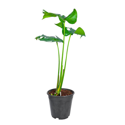 Monstera Deliciosa / Swiss Cheese Plant