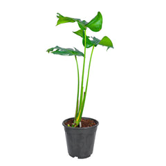 Monstera Deliciosa / Swiss Cheese Plant