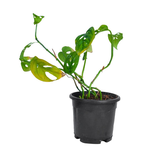 Monstera Plant 4 Inch Pot