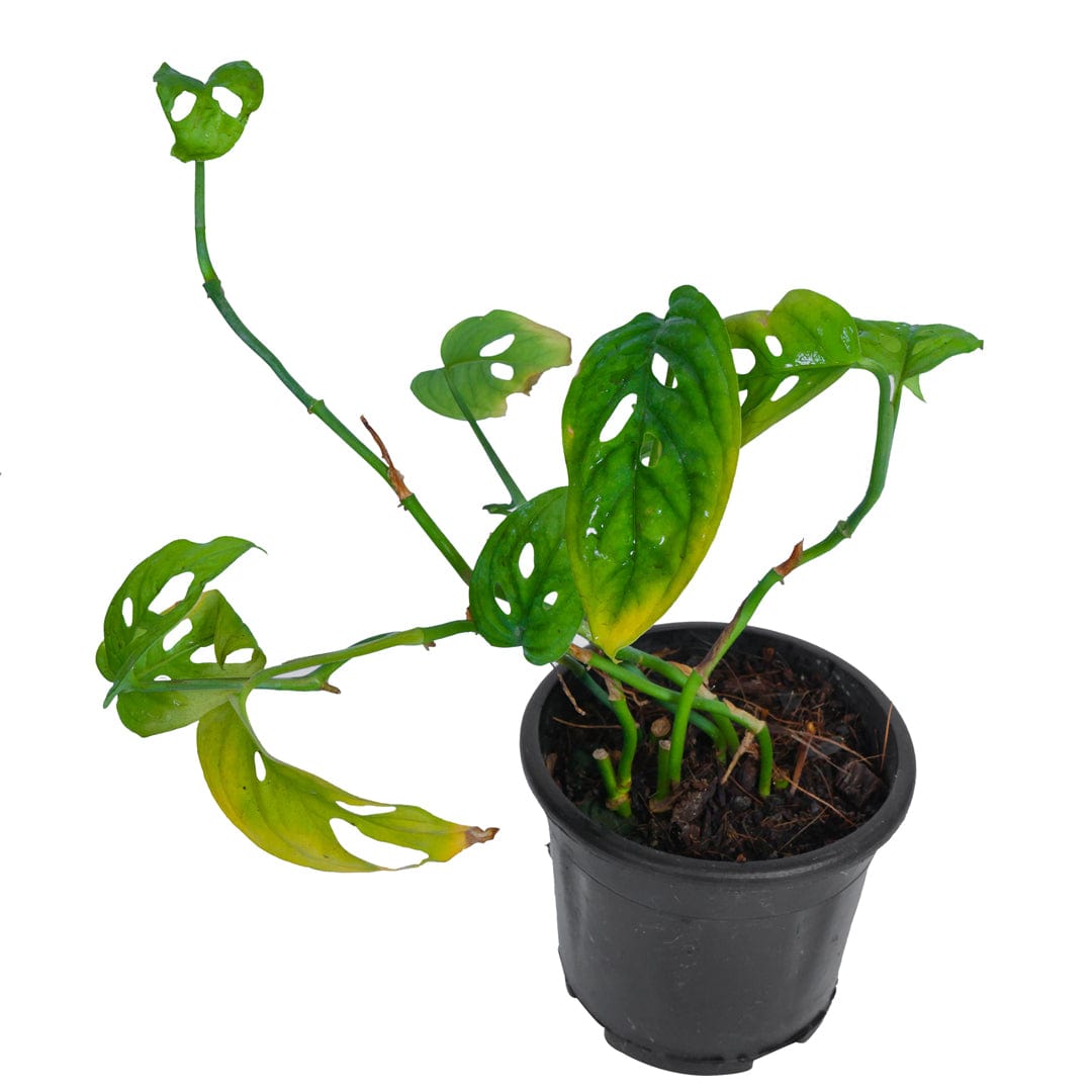 Monstera Plant 4 Inch Pot