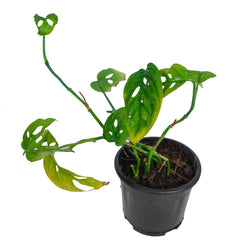 Monstera Plant 4 Inch Pot
