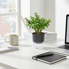 Jade Plant Gift in White Labello Self Watering Pot