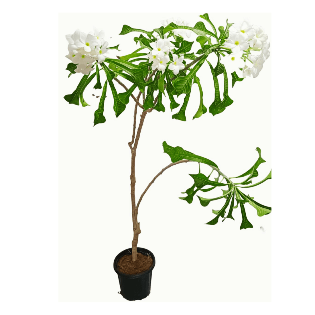 Plumeria Pudica Nag Champa