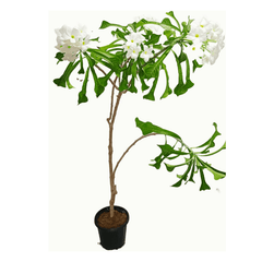 Plumeria Pudica Nag Champa