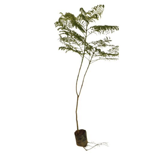 Neel Mohar Jacaranda Mimosifolia - Plant
