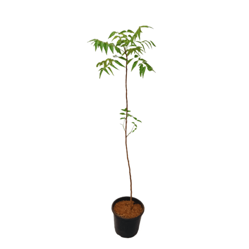 Neem Tree