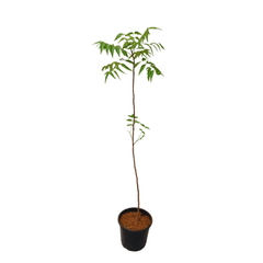 Neem Tree