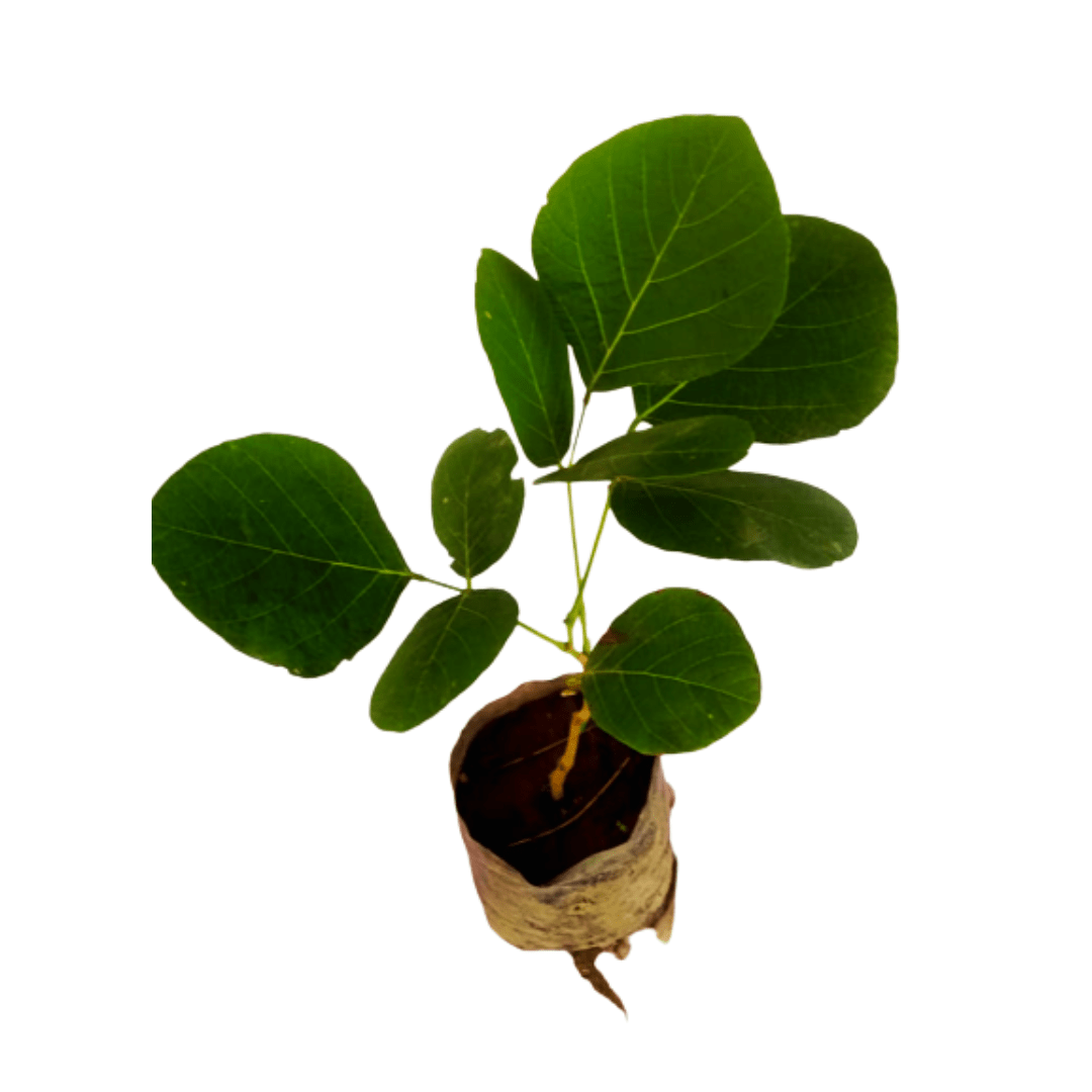 new plants under 199, best plants for garden, online plant nursery, garden nursery, buy new fresh palash plants