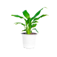 Lucky Feng Shui Plants Combo - Areca palm Jade Peace Lily Lucky Bamboo Plant