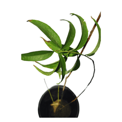 Peach Aadoo plant