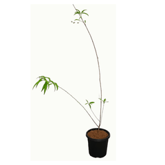 Peach Aadoo plant