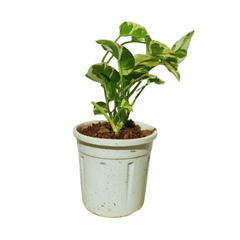 Money Plant Pearl Jade