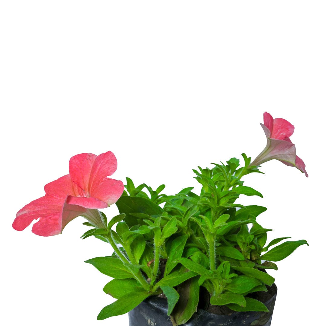 Petunia Plant