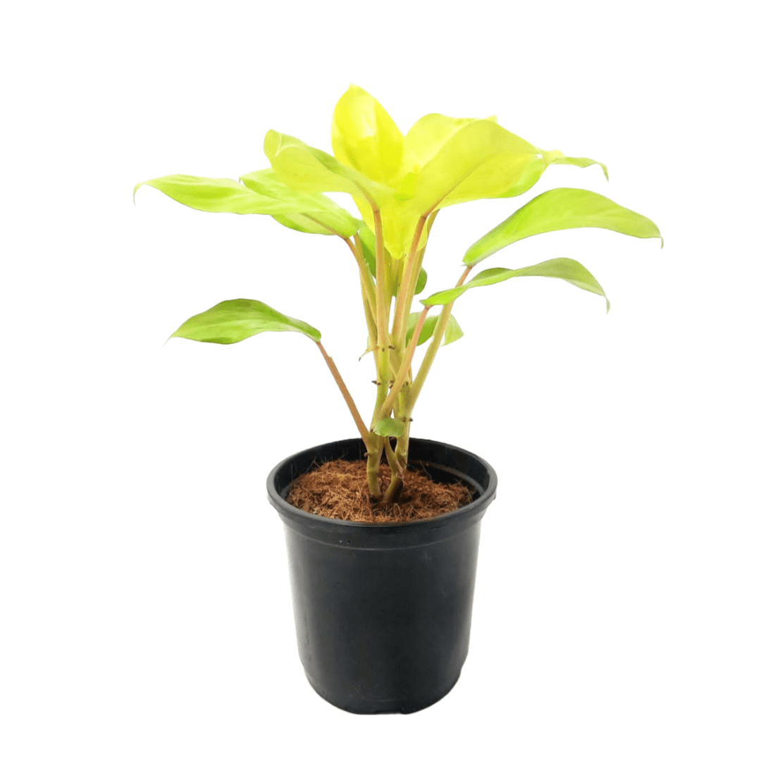 Philodendron Golden Plant 4 Inch Pot