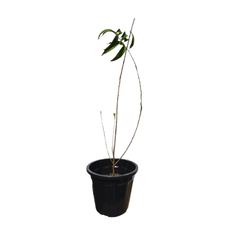 Peach Aadoo plant