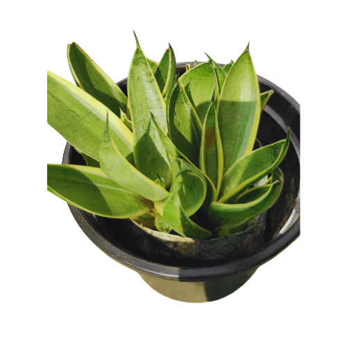 Snake Plant Yellow 4 Inch Pot