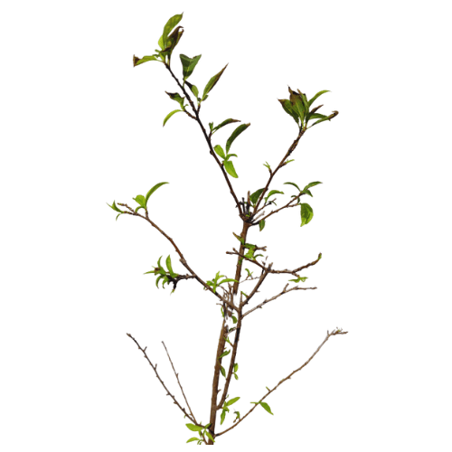 Aloo Bukhara Plum plant, buy online plants, online plum plants