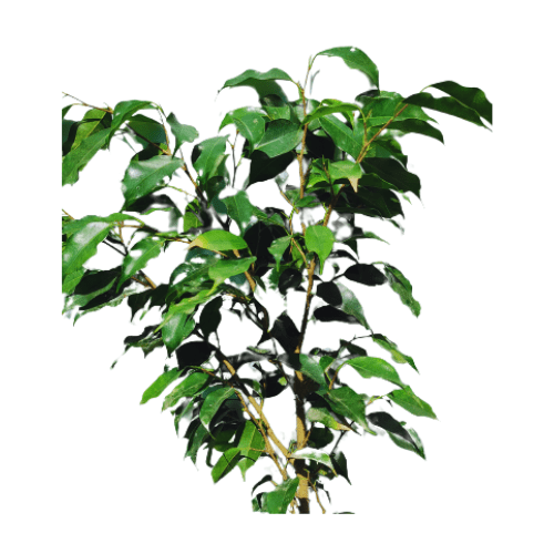 outdoor plants, buy online outdoor plants, best hedge plants online, live online outdoor plants, buy now best black ficus plant