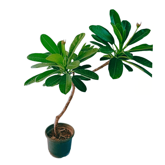 Plumeria White Champa