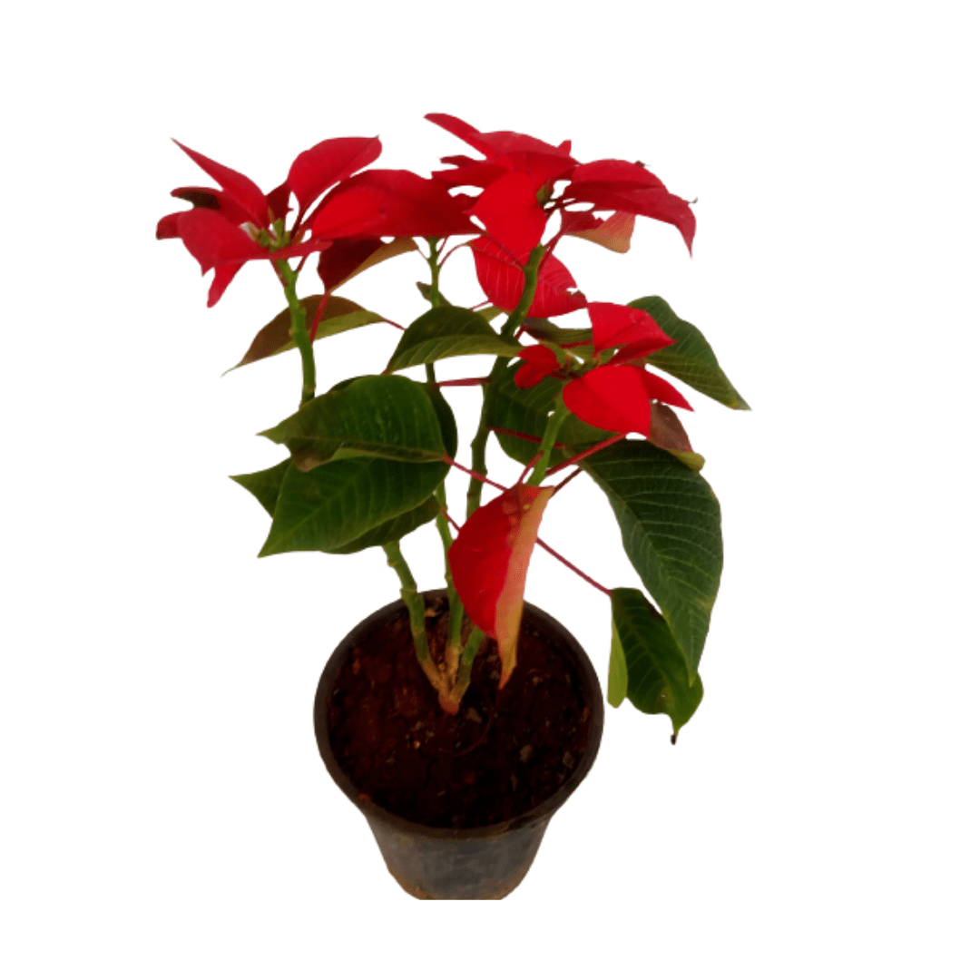 Poinsettia/Christmas Flower