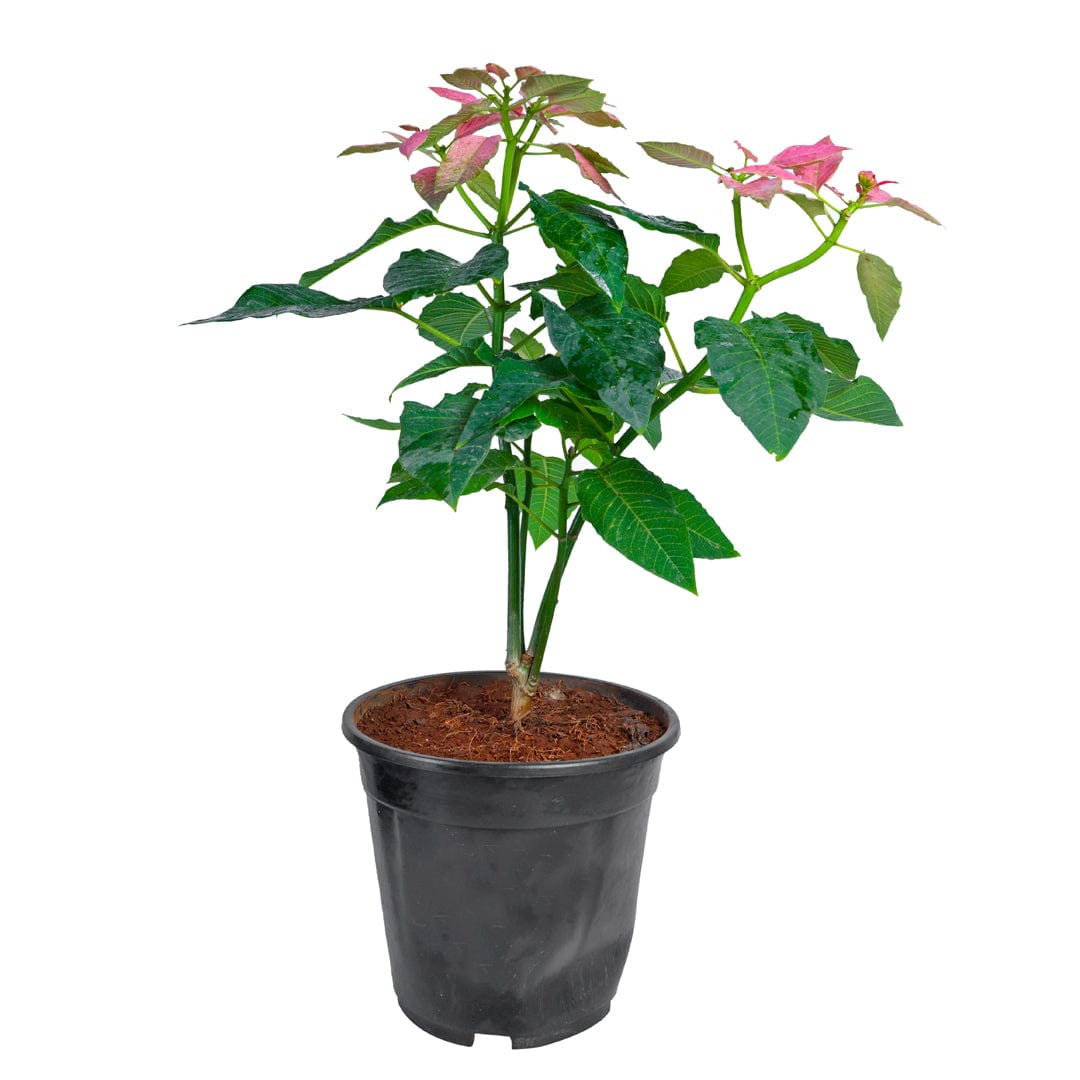 Poinsettia/Christmas Flower