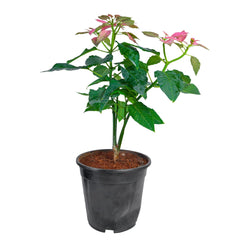 Poinsettia/Christmas Flower
