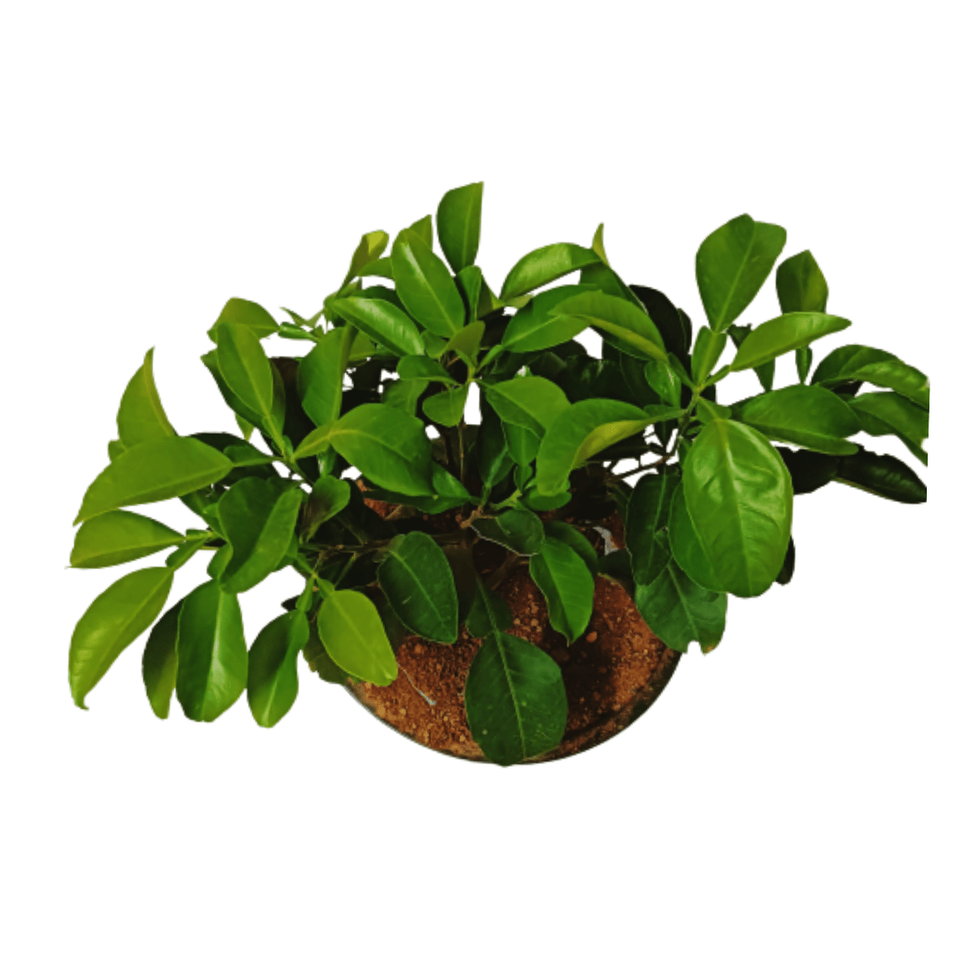 Pomelo / Chakotra Fruit 3ft