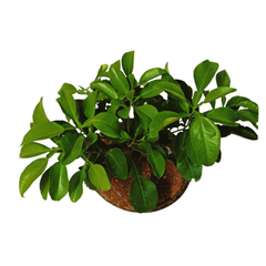 Pomelo / Chakotra Fruit 3ft